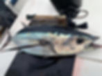 Longfin tuna fished near Cape Point South Africa