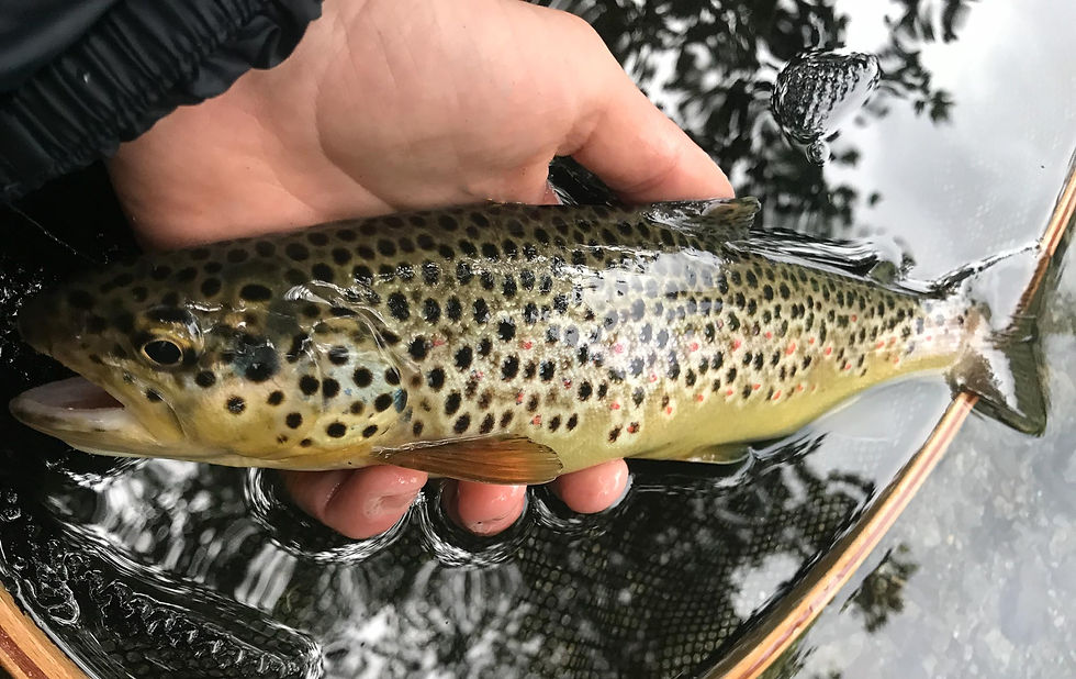 De superbes poissons et un spot de pêche encore assez méconnu. Deux belles raisons d'y retourner.
