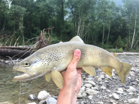 Pêcher la truite Fario sur le Fier. Un incontournable en Haute Savoie !