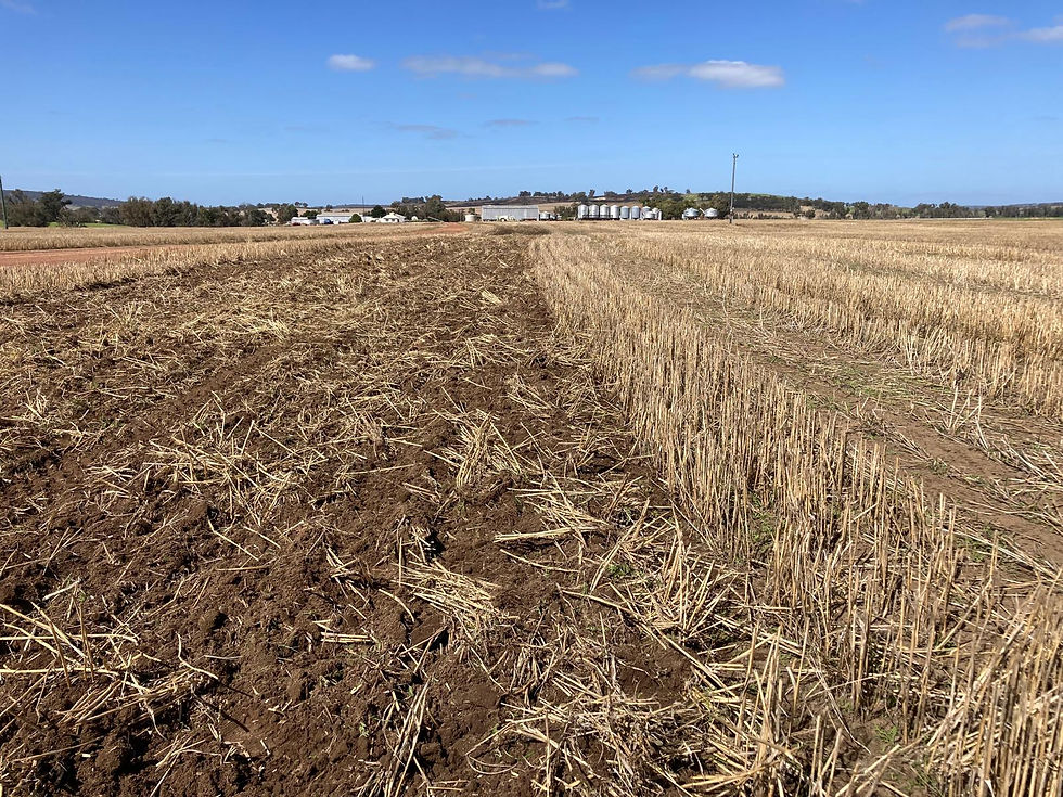 Plowed and unplowed wheat field under blue sky, distant buildings, and trees on horizon. Brown soil and golden stubble create visual texture.