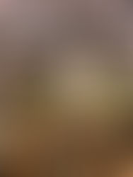 Bad Bunny canta all'Halftime Show del Super Bowl