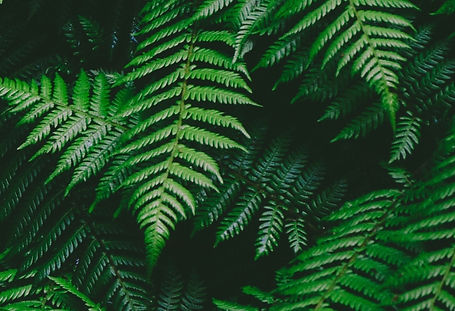 Ferns