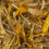 Thumbnail: Arnica Flower (Heterotheca inuloides)