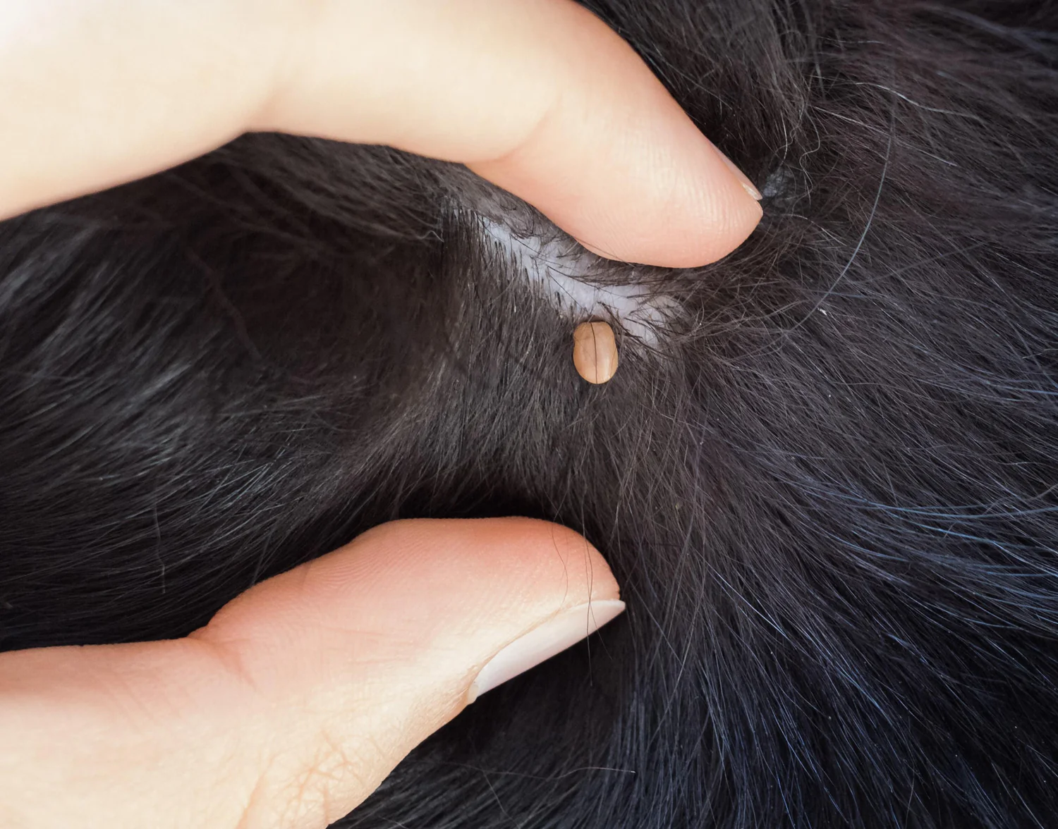 muestra de garrapata bajo el pelo de un perro