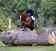 haras des lilas blancs ecuries de proprietaires houplines horse ball cso dressage pension travail 