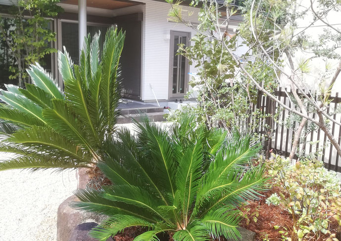 雑木の庭　ソテツ