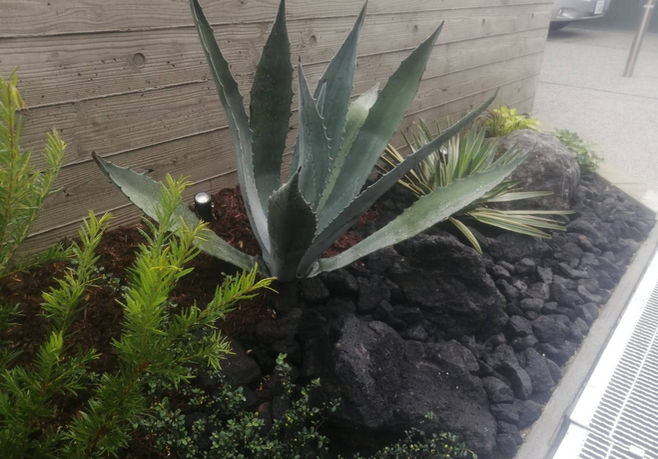 オージープランツ　アガベ　ドライガーデン　ロックガーデン