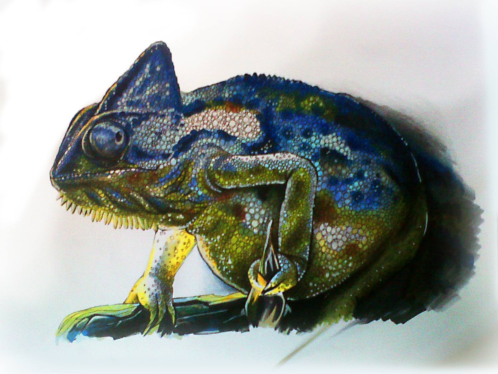Camaleon