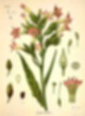 Tobacco-Plant_Alternative-Health