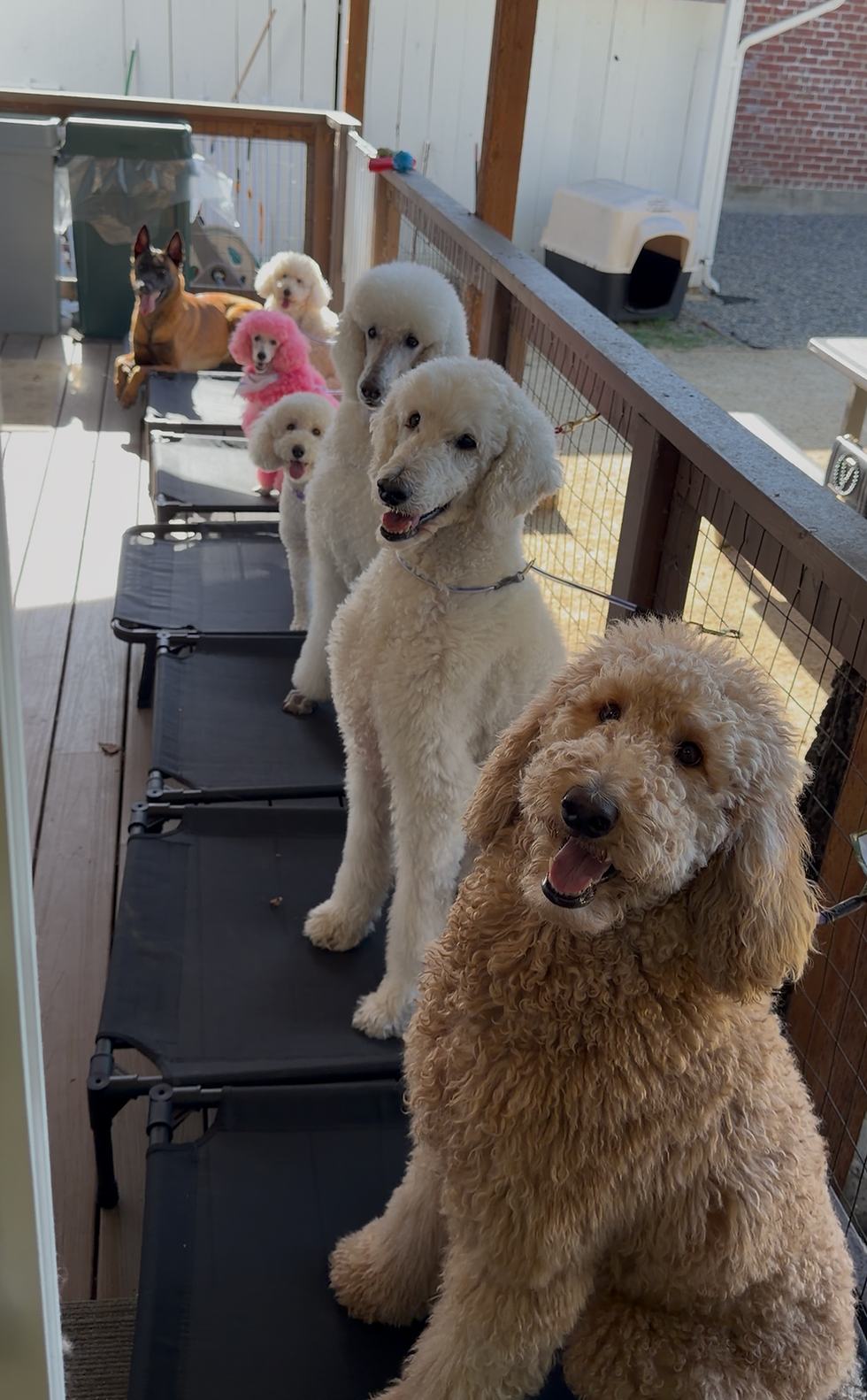 Dogs learning Place at Wiggle Rumps Academy 
