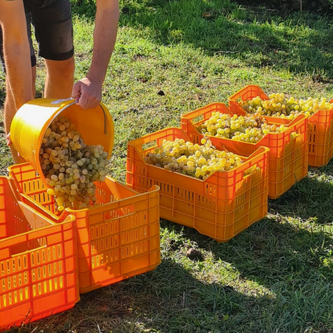Casale 120 winery, Etna Bianco Carricante harvest vendemmia