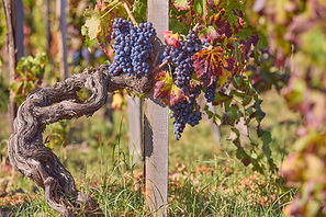Casale 120 winery (15)_edited_edited.jpg