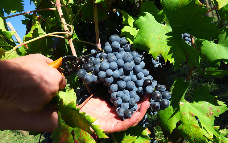 2021 Vendemmia_cutting_web 2.jpg