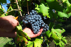 2021 Vendemmia_cutting_web