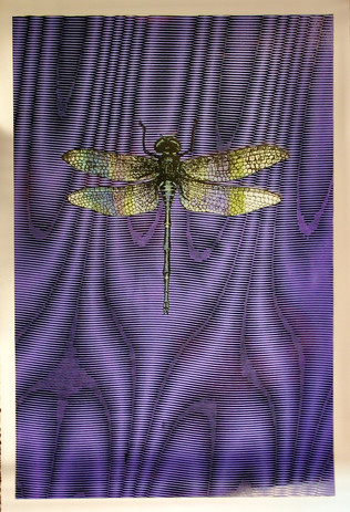 23JNS3 - Dragonfly - Framed Silkscreen $2500.jpeg