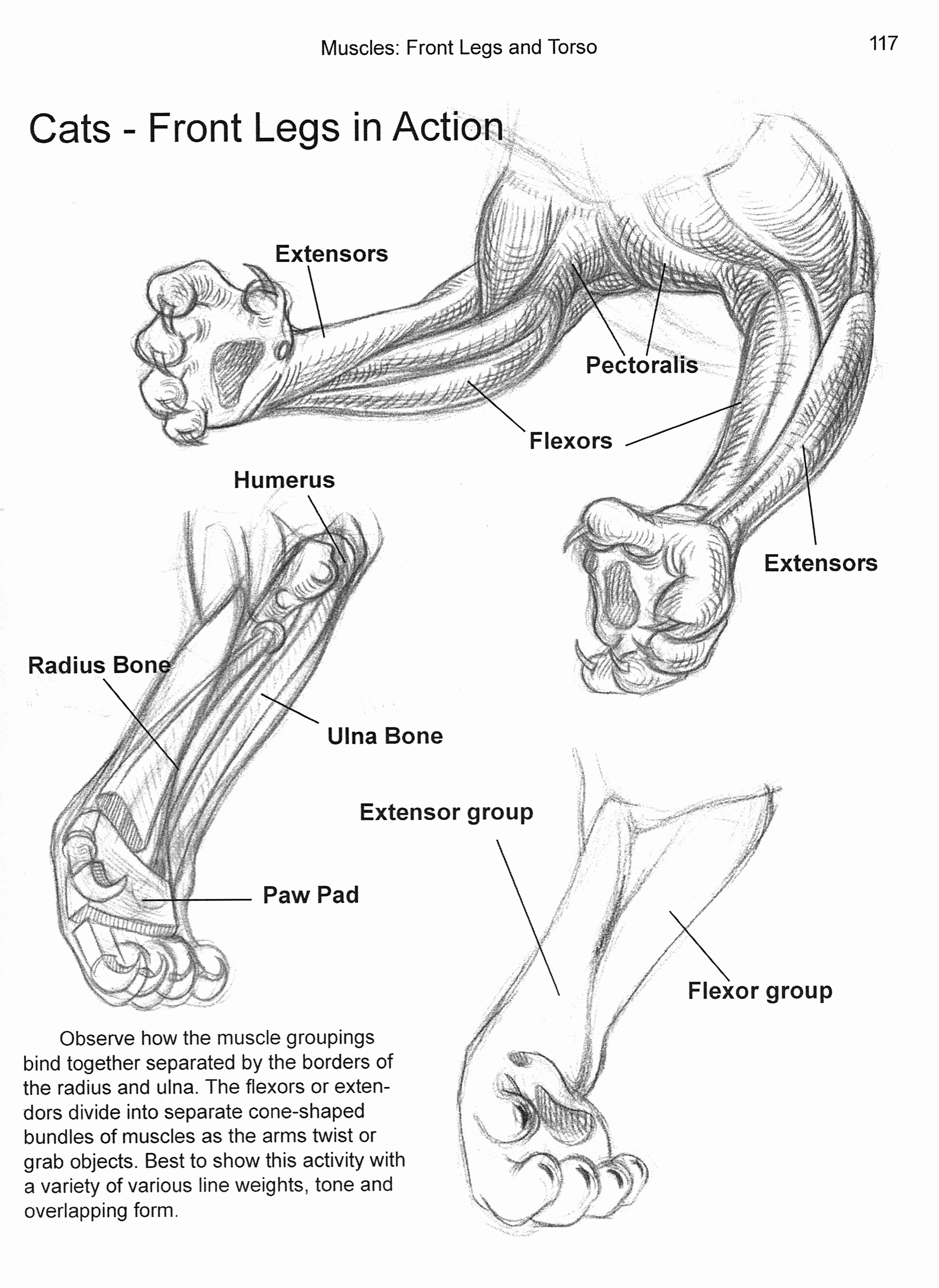 Front leg muscles diagram