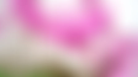 Мои комнатные растюхи. 