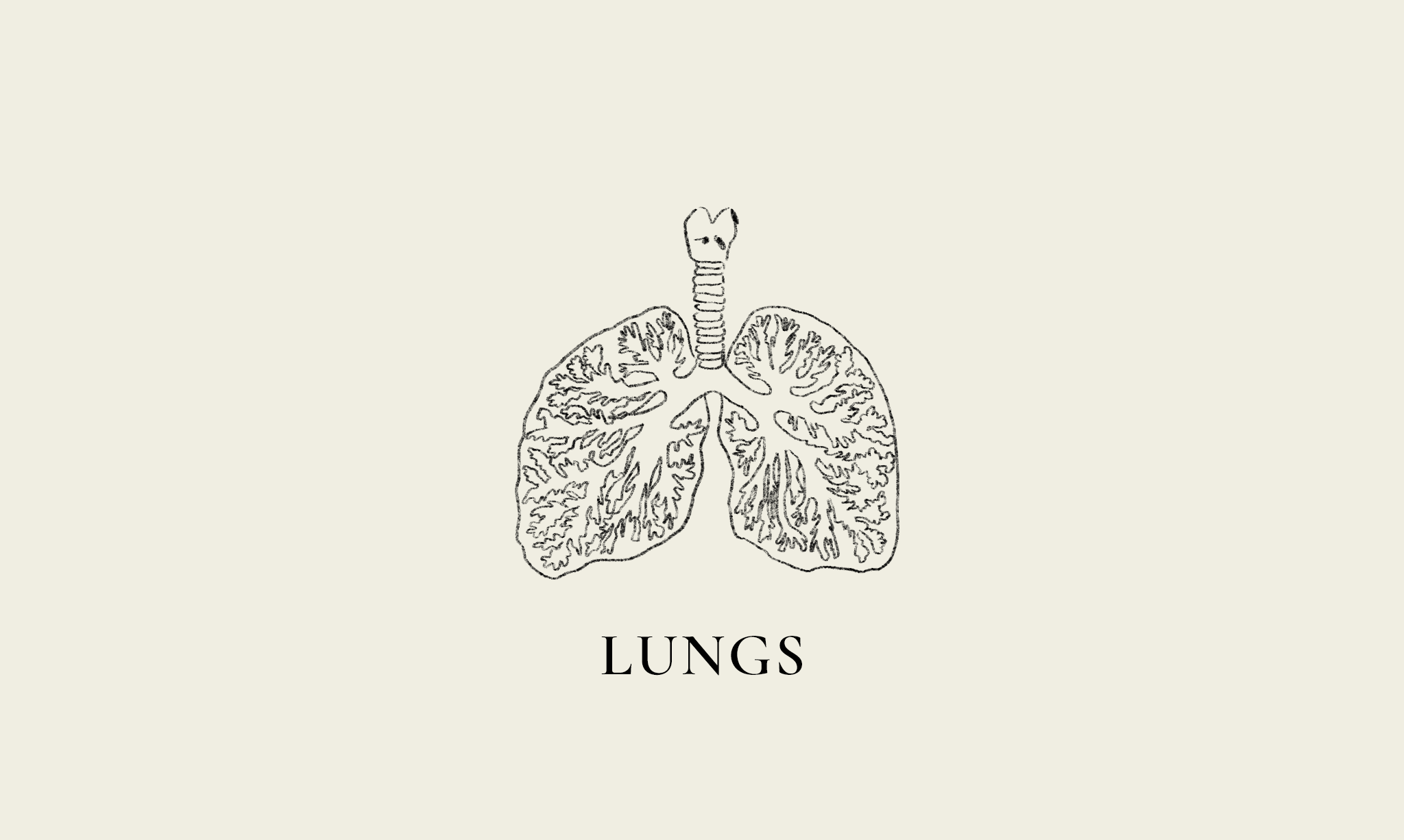 Lungs liver ribcage