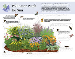 Pollinator-Patch-Sun (1).jpg
