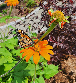 The Hanover Garden Club Native Plant Teaching Garden