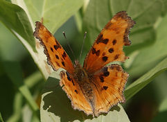 Black Long Tail Butterfly.jpeg