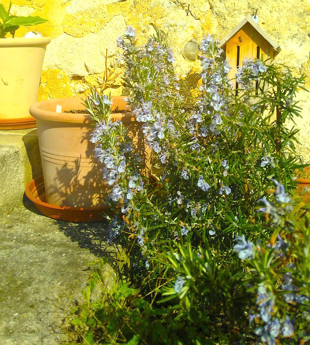 plant de romarin