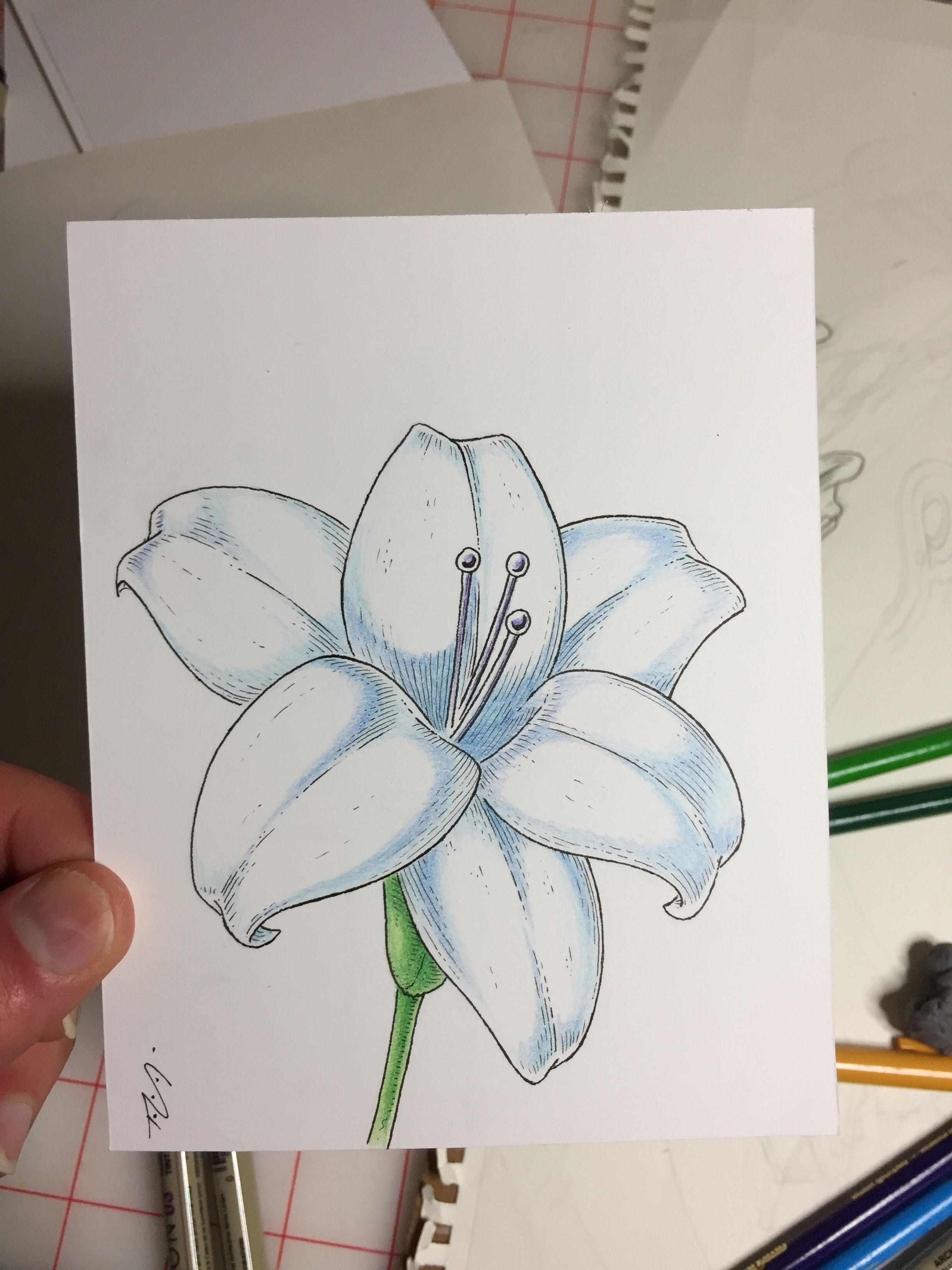 Original Lily (Print or Original)