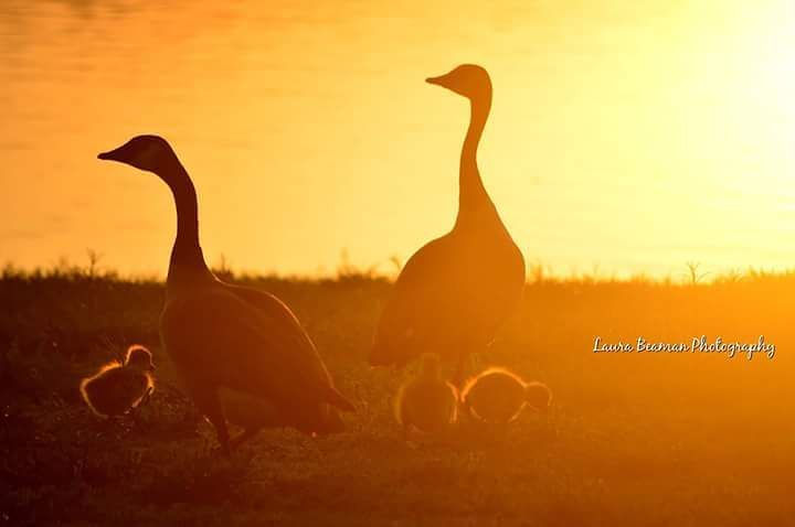 laurabeamanphotography