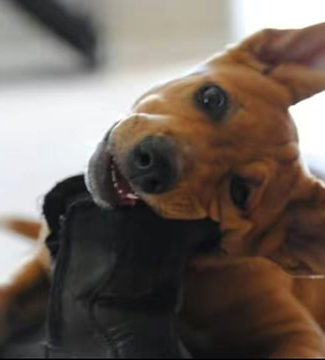 puppy training stop chewing on items