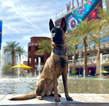 training a place command on a wall at west gate