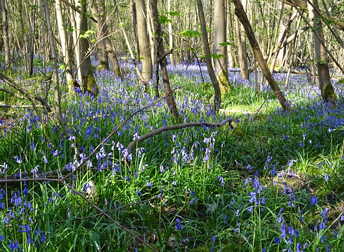 Foret Montmorency (1).jpg