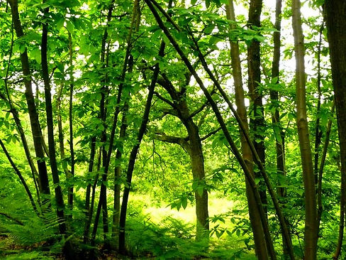 foret1.jpg