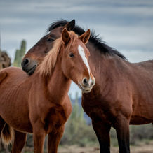 Salt River Wild Stallion 
Tex
Arizona
launi b image copy write protected 
