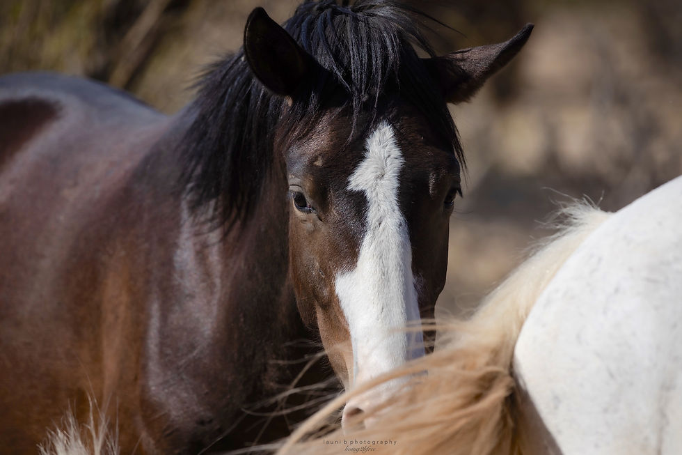Salt River Wild Mustang Mare and Her Son,,,,2022