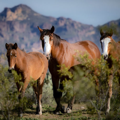 Family, Salt River Mare and yearlings 
launi b image copy write protected 