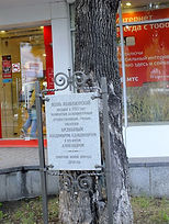 800px-Хабаровск,_манжурский_ясень,_посаж