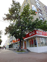 800px-Хабаровск,_манжурский_ясень,_посаж