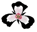 16colorvectortrilliumlogo100dpi_edited.png
