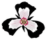 16colorvectortrilliumlogo100dpi_edited.p