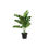 Miniaturbild: Dekorationspflanze DKD Home Decor Monstera grün PP PE (48 x 42 x 51 cm)