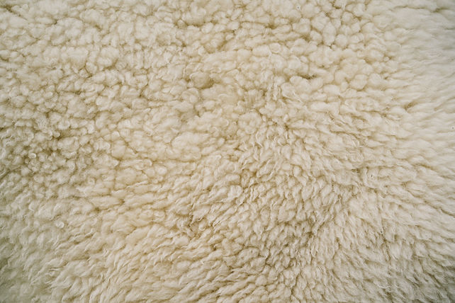 Sheep skin texture. Sheepskin Background. White wool texture background. Natural fluffy fu