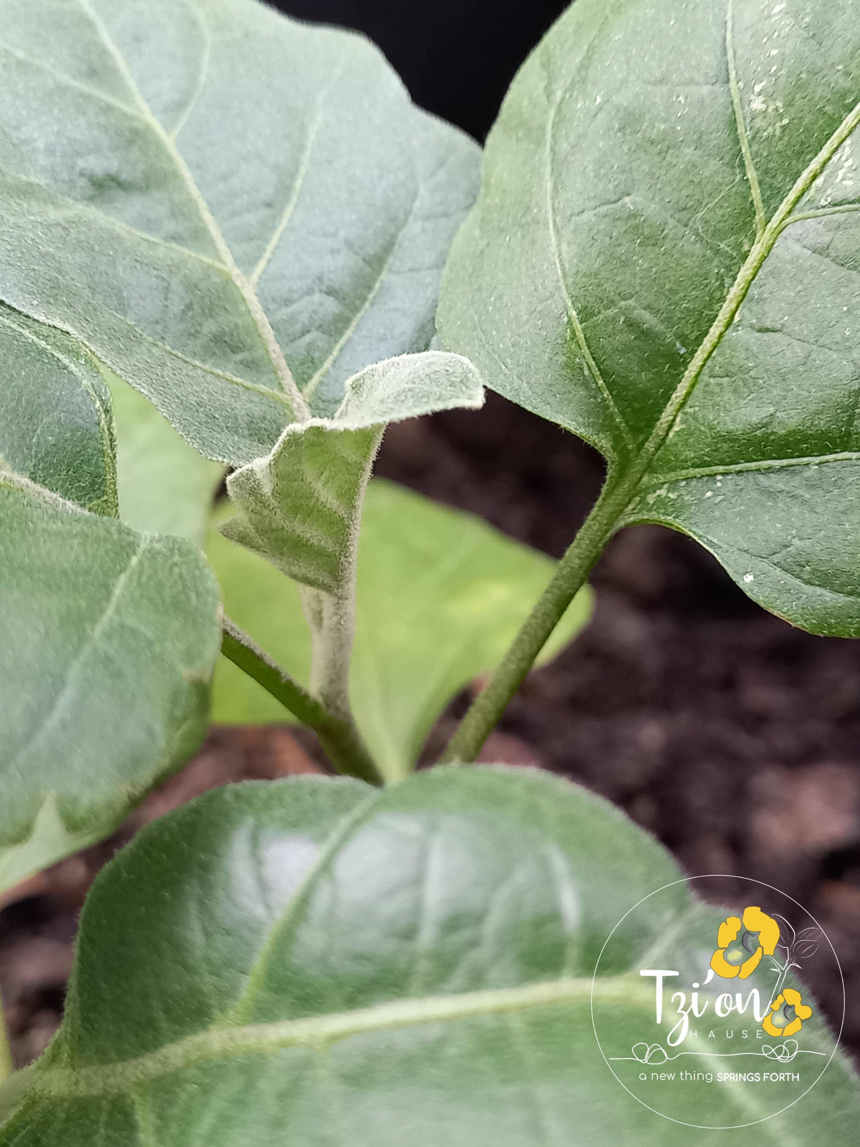 Eggplant