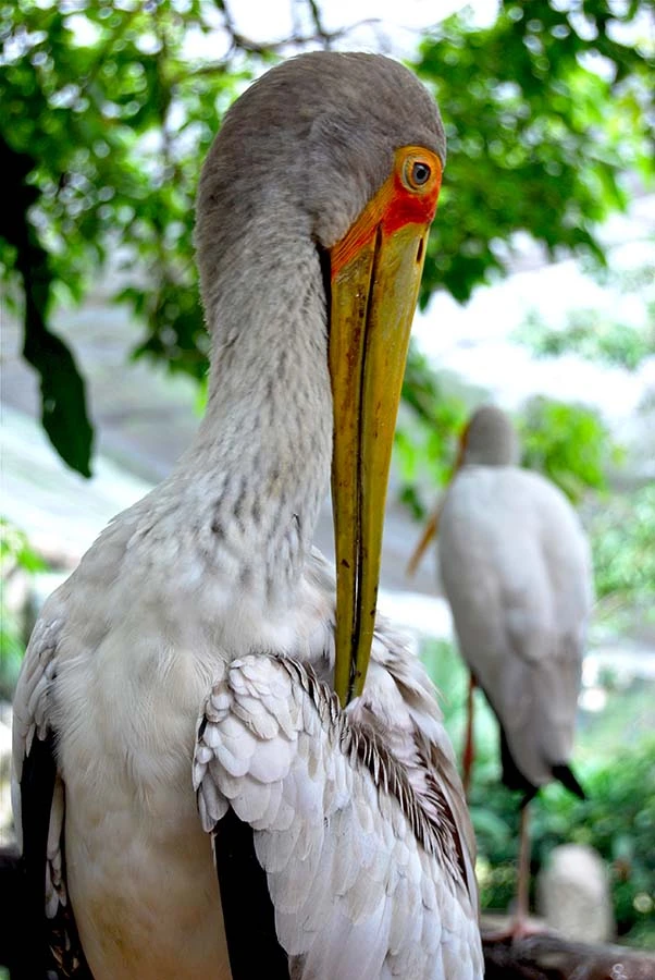 Stork