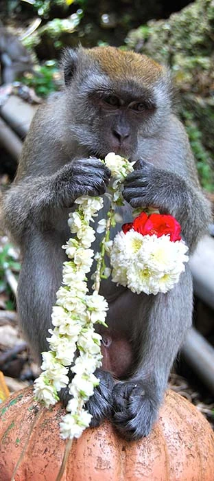 Monkey at shrine