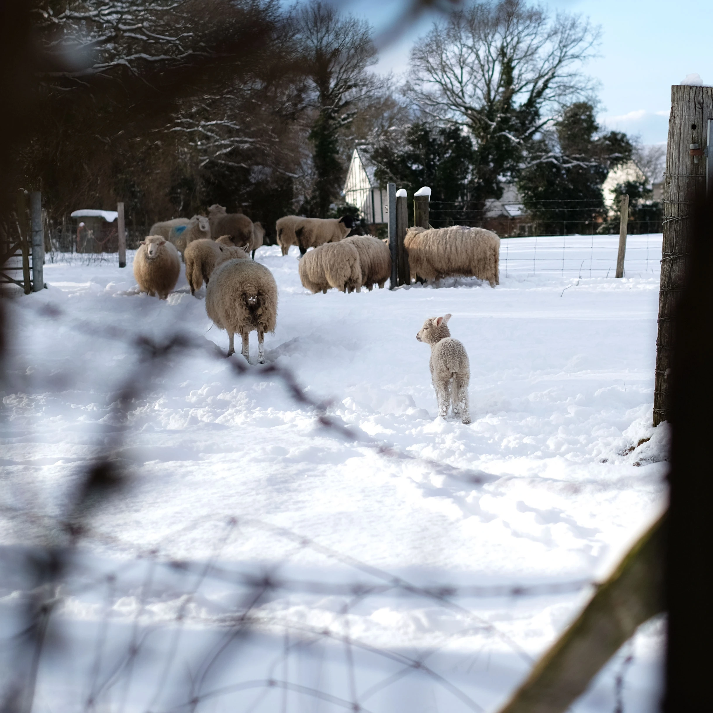 Early lambs