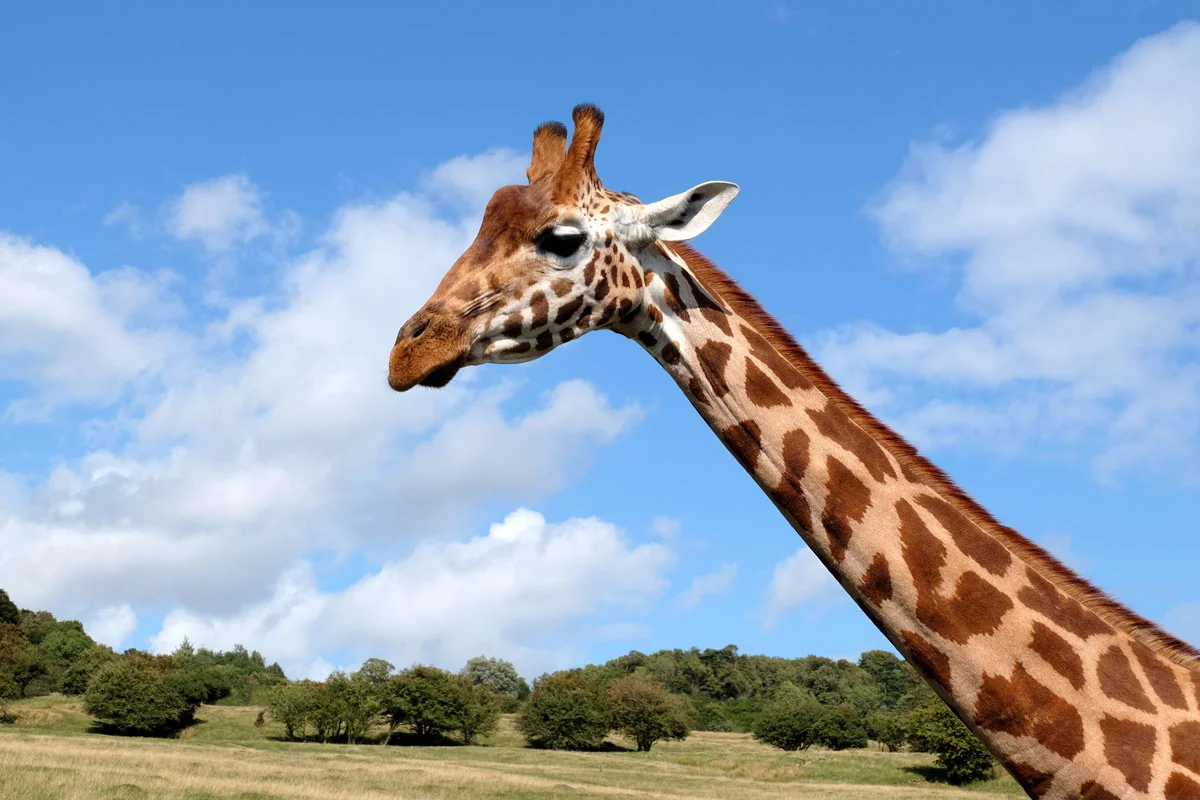 Port Lympe giraffe