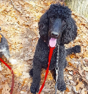 Screen Shot 2019-03-25 at 20.11.24.png