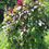 Thumbnail: Ododo/Terere (Amaranthus)