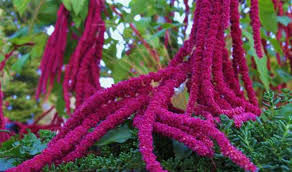 Thumbnail: Ododo/Terere (Amaranthus)