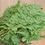 Thumbnail: Moringa Oleifera Powder (50gms)